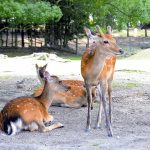 レス1番のサムネイル画像