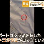 レス1番のサムネイル画像