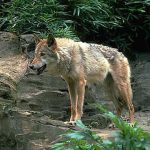 レス8番のサムネイル画像