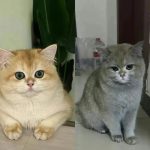 レス4番のサムネイル画像