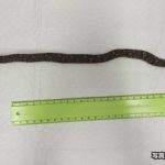 レス2番のサムネイル画像