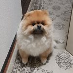 レス1番のサムネイル画像