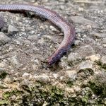 レス31番のサムネイル画像