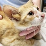 レス1番のサムネイル画像