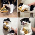 レス1番のサムネイル画像