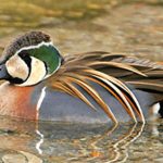 レス10番のサムネイル画像