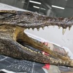 レス1番のサムネイル画像