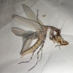 レス2番のサムネイル画像