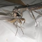 レス32番のサムネイル画像