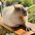 レス1番のサムネイル画像