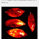 レス1番のサムネイル画像