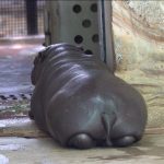 レス3番のサムネイル画像