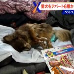 レス1番のサムネイル画像