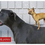 レス1番のリンク先のサムネイル画像