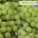 レス1番のリンク先のサムネイル画像