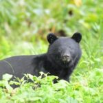 レス1番のリンク先のサムネイル画像
