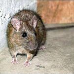 レス9番のリンク先のサムネイル画像