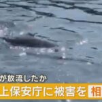 レス1番のリンク先のサムネイル画像