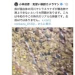 レス42番の画像2