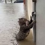 レス2番の画像1