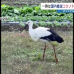 レス1番のリンク先のサムネイル画像