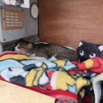 レス1番の画像4