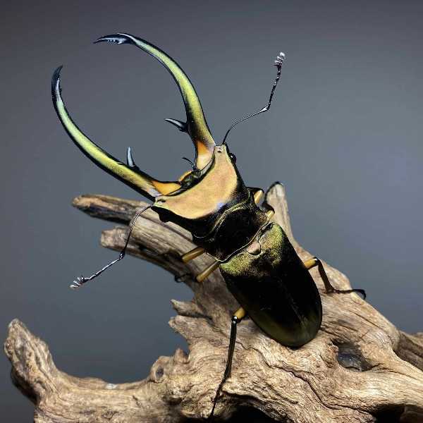 記事サムネイル