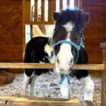 レス1番のリンク先のサムネイル画像