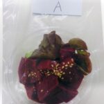 レス3番の画像1