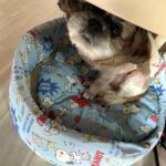 レス2番の画像1