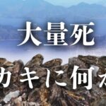 レス1番のリンク先のサムネイル画像