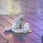 レス3番の画像2