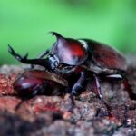 レス1番のリンク先のサムネイル画像