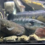 レス6番の画像1