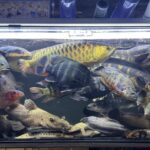 レス5番の画像1