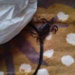 レス2番の画像1