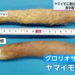 レス1番のリンク先のサムネイル画像