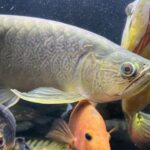 レス6番の画像3