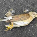 レス5番の画像1