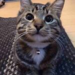 レス5番の画像3