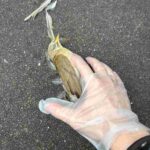 レス20番の画像1