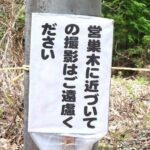 レス1番のリンク先のサムネイル画像