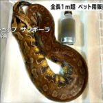 レス1番のリンク先のサムネイル画像