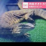 レス1番のリンク先のサムネイル画像