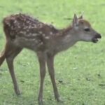 レス1番のリンク先のサムネイル画像