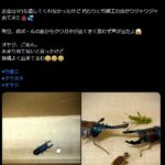 レス42番の画像1