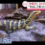 レス1番のリンク先のサムネイル画像
